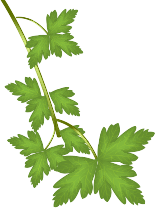 Parsley leaves
